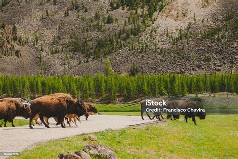 Yellowstone Bison Migration Majestic Herd Crosses The Road With Calves ...