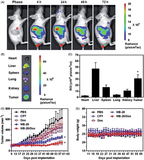 In Vivo Bio Distribution And Anti Tumor Efficacy Of Nanocarriers In