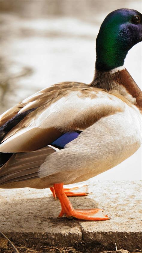 Free Download Mallard Duck Wallpapers 2880x1800 For Your Desktop