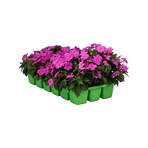 SunPatiens 18 Pack Compact Hot Pink SunPatiens Impatiens Outdoor Annual Plant With Pink Flowers