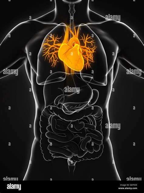 Anatomia Del Corpo Umano E Del Cuore 3d Immagini E Fotografie Stock Ad