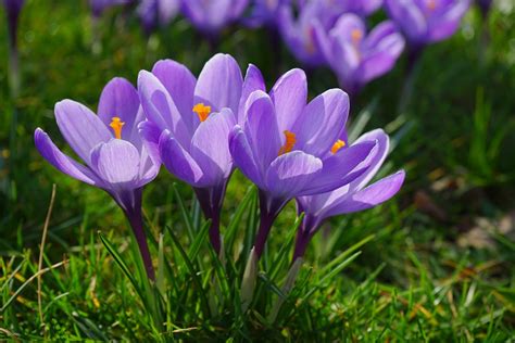 Krokusse Bl Ten Pflanzen Kostenloses Foto Auf Pixabay Pixabay