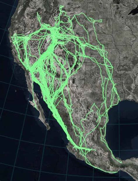 The Paths Of Pelicans