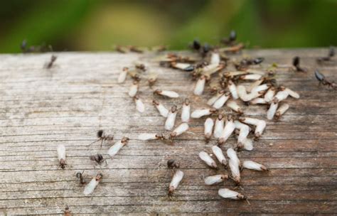 Why You Dont See Carpenter Ants During The Day Yale Pest Control