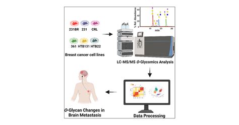 O Glycome Profiling Of Breast Cancer Cell Lines To Understand Breast