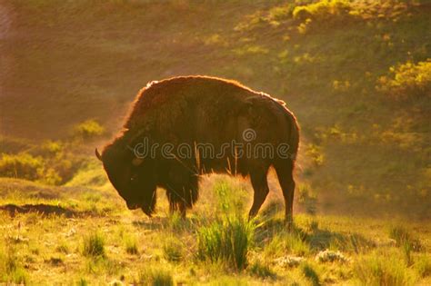 American Bison Buffalo Montana Stock Photo Image Of Coast Colt