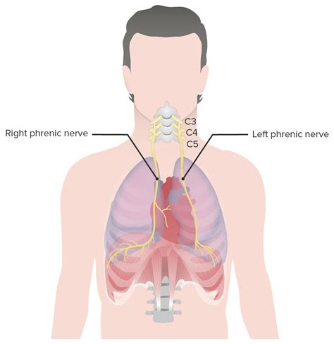 Diaphragm Muscle Anatomy