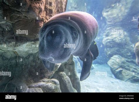 baby newborn manatee close up portrait underwater Stock Photo - Alamy