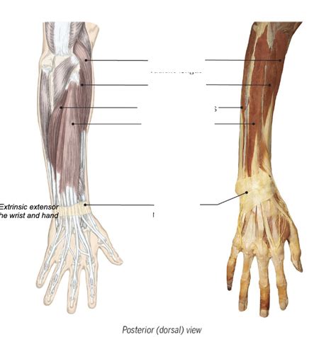 Extrinsic Extensor Muscles Diagram Quizlet