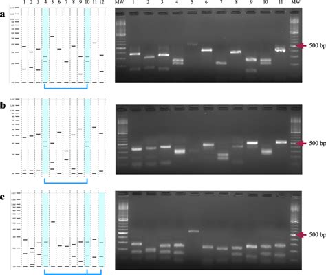 In Silico And Experimental Analysis Of PCRRFLP Using The Enzymes A