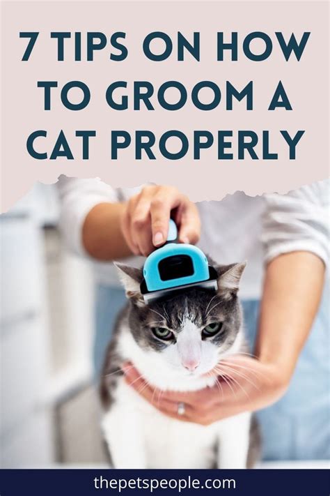 If you own a pet cat but aren’t sure how to groom it properly, look no ...