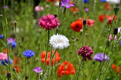 Sommer Natur Blumen Kostenloses Foto Auf Pixabay Pixabay