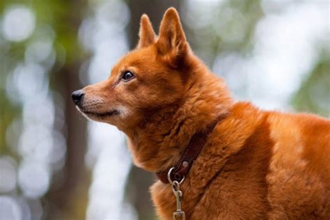 17 Dog Breeds That Look Like Foxes