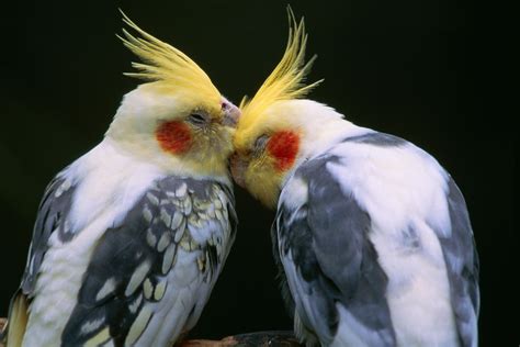 Cockatiel Breeding Basics