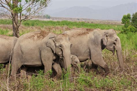 Indian Asian Elephant, Herd Photograph by Jagdeep Rajput | Fine Art America