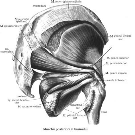 Muschii membrului inferior - bazinului, regiunii coapsei : Membrul inferior
