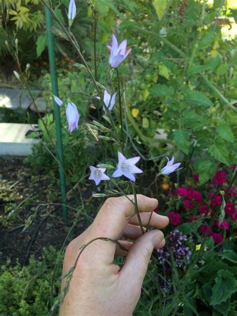 July 2016 Rampion Rapunzel Campanula Rapunculus Edible Garden