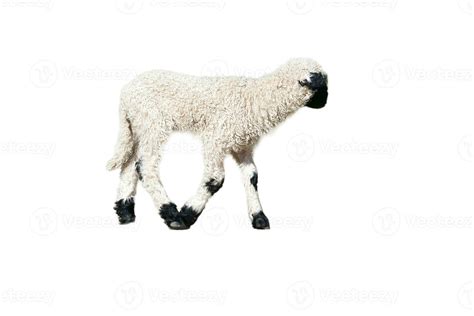 black and white lamb isolated, exposed to edit. Farm animal from the ...