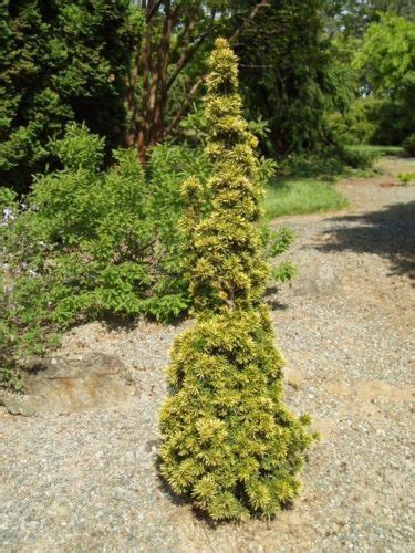 Taxus Baccata Standishi Dwarf Golden English Yew