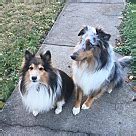 Sheltie Puppies - Sheltie Rescue and Adoption Near You