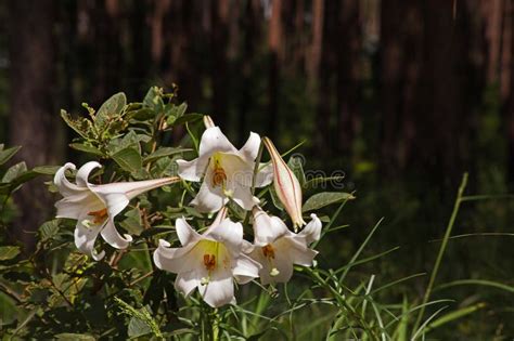 St Joseph S Lily Lilium Formosanum 14184 Stock Photo Image Of