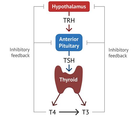 An Overview Of Thyroid Hormone Function Six Foot Science