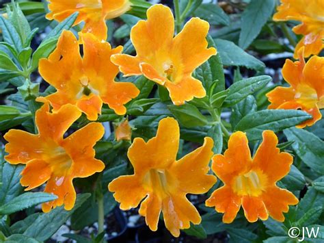 Mimulus Jelly Bean Orange California Flora Nursery