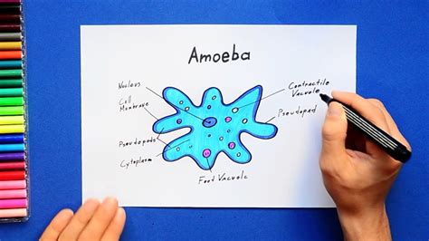 How To Draw Amoeba Labeled Science Diagram Youtube