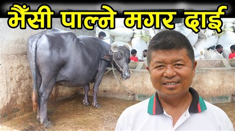 बिहान ४ बजेदेखि भैँसी गोठमा व्यस्त मगर दाई │nepal Chitra Youtube