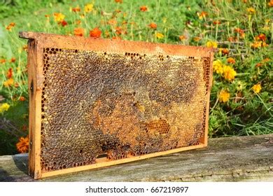 106 Raw Honeycomb For Sale Images, Stock Photos & Vectors | Shutterstock