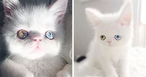 Heterochromia Eyes Cat