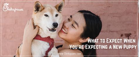 What To Expect When You Re Expecting A New Puppy A Guide For First