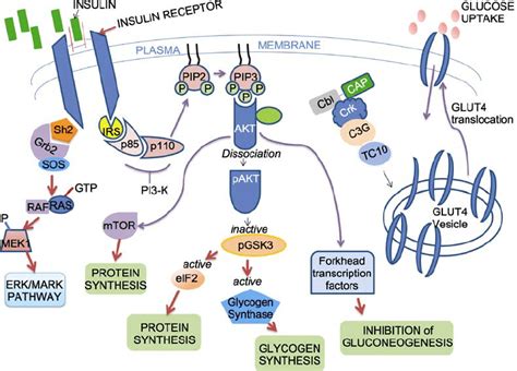 Insulin Cell Signaling Pathway