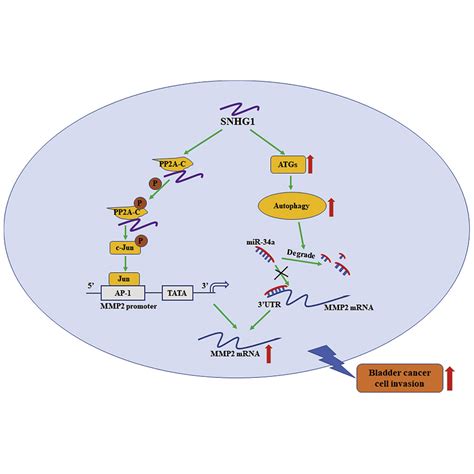 Lncrna Snhg1 Promotes Basal Bladder Cancer Invasion Via Interaction