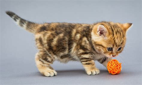 The 9 Best Cheap Cat Toys