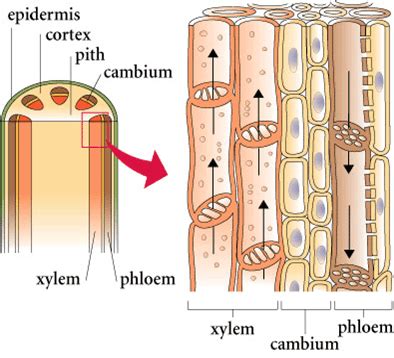 xylem tissue | 96 plays | Quizizz