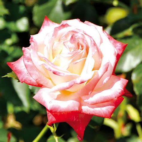 Роза Императрица Фарах — фото и описание сорта с отзывами