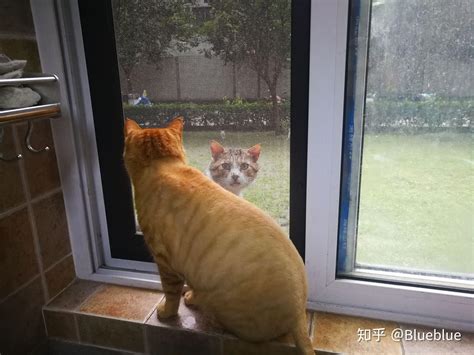 多猫家庭的猫都在想什么？ 引篇：黄小橘夜嚎 知乎