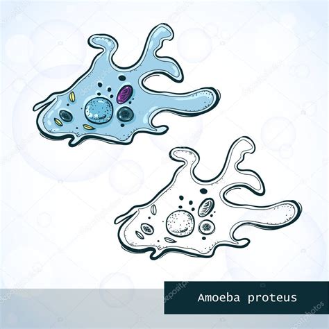 Microorganism Amoeba In Sketch Style Structure — Stock Vector © Aglia83 142093368