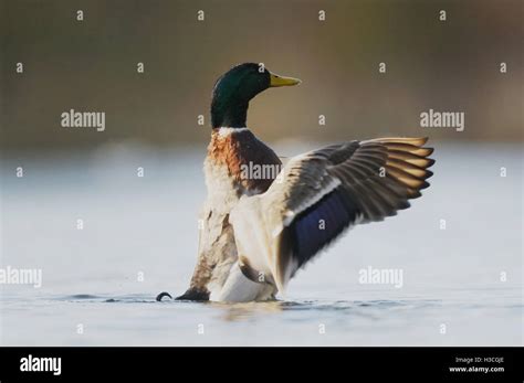 Male Mallard Anas Platyrhynchos Alighting After Preening Essex March