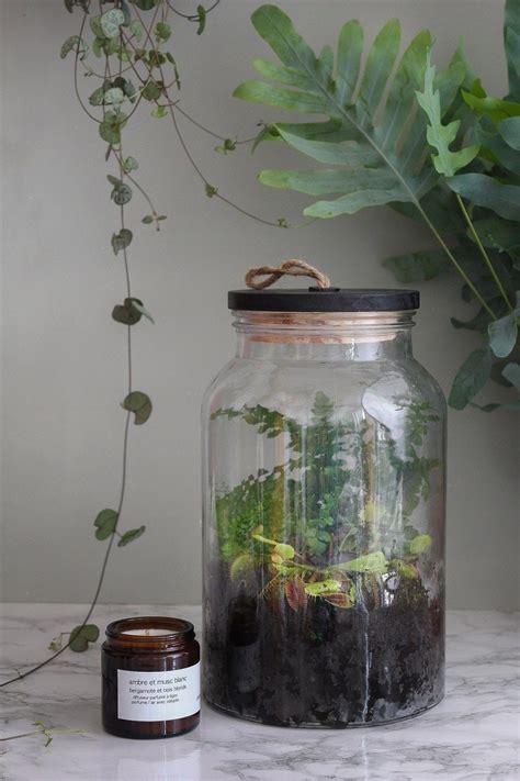 Diy Terrarium Ferm Pas Pas Pour R Aliser Un Jardin Sous Verre