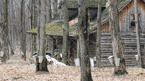 La petite histoire de la cabane à sucre La Terre de chez nous