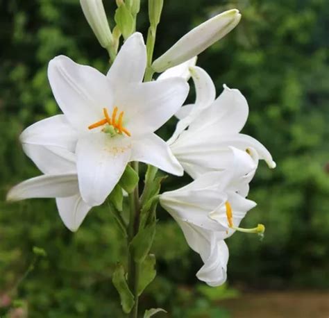 30 Semillas De Flor De Lirio Blanco | MercadoLibre