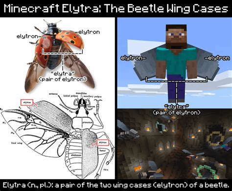 Minecraft Elytra The Beetle Wing Cases Rminecraft