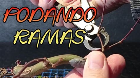 Poda De Ramas En Arce Palmatum Deshojo Youtube