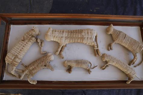 Ancient Animal Mummies Found in Egypt - Biblical Archaeology Society