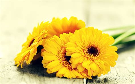 Yellow Gerberas Yellow Flowers Floral Background Yellow Petals Hd