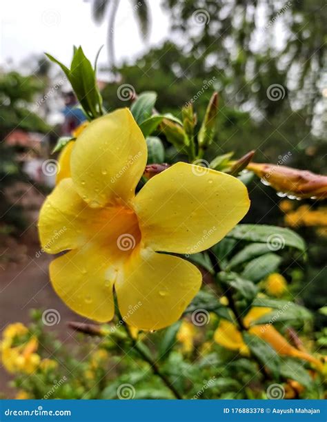 Yellow Flower Having Five Petal In Garden Stock Photo Image Of Garden