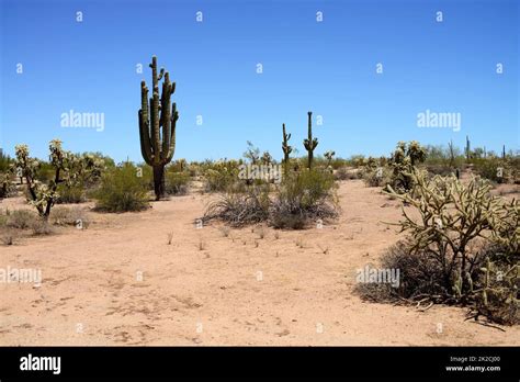 Sonora Desert Arizona USA Stock Photo - Alamy