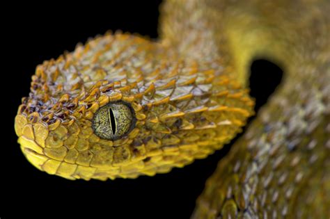 If You See Snakes Often, Check This To Know What It Means